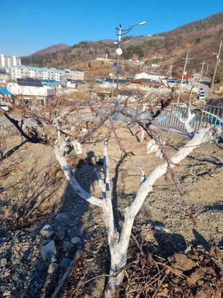 김용대님의 자유주제 · 자유게시판 작성글 사진