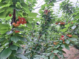 베리조은농원님의 농업재해보험 품목 확대, 찬성 vs 반대 · 참여글 작성글 사진