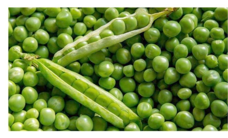 대산농사대장님의 장터 판매 상품 [스파크 완두콩 대용량 500g 동오시드] 첨부 사진