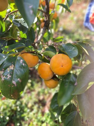 베리조은농원님의 농업재해보험 품목 확대, 찬성 vs 반대 · 참여글 작성글 사진