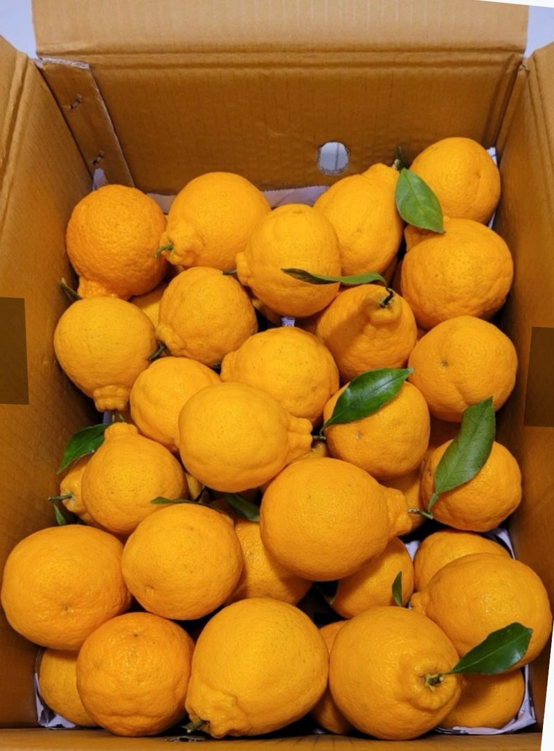 농부손녀님의 장터 판매 상품 [[마지막 특가] 매력적인 맛 한라봉 9kg ] 첨부 사진