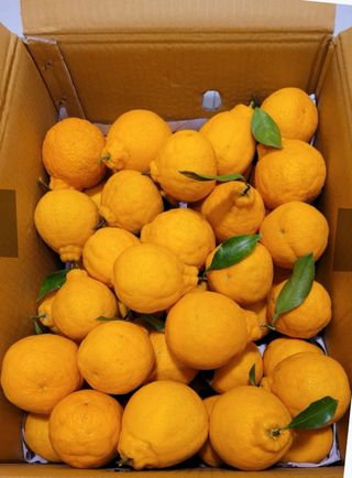 농부손녀님의 작성글 사진