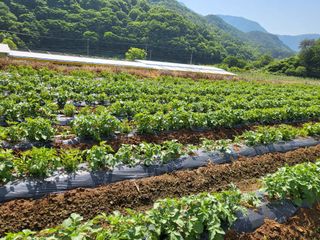 김복덕님의 농업재해보험 품목 확대, 찬성 vs 반대 · 참여글 작성글 사진