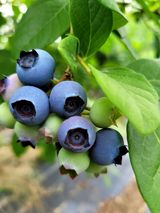 팜모닝 농업재해보험 품목 확대, 찬성 vs 반대·참여글 게시글 이미지