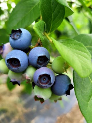 박창호님의 농업재해보험 품목 확대, 찬성 vs 반대 · 참여글 작성글 사진