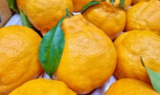 농부손녀님의 작성글 사진