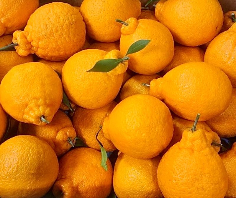 농부손녀님의 장터 판매 상품 [[마지막 특가] 매력적인 맛 한라봉 9kg ] 첨부 사진