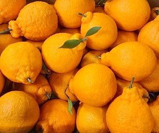 농부손녀님의 작성글 사진