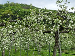 김복덕님의 농업재해보험 품목 확대, 찬성 vs 반대 · 참여글 작성글 사진
