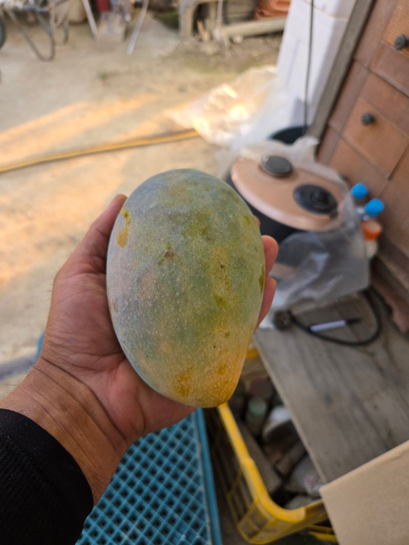 박은정님의 장터 판매 상품 [애플망고 9년생 나무 팝니다] 첨부 사진