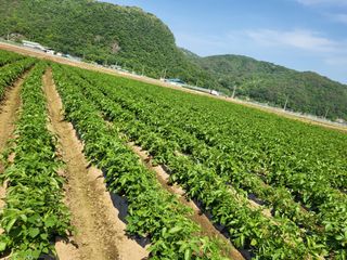 김복덕님의 농업재해보험 품목 확대, 찬성 vs 반대 · 참여글 작성글 사진