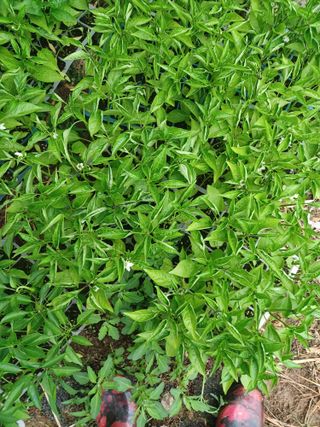 신보연님의 농업재해보험 품목 확대, 찬성 vs 반대 · 참여글 작성글 사진