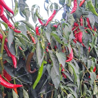 성실한 농부님의 농업재해보험 품목 확대, 찬성 vs 반대 · 참여글 작성글 사진