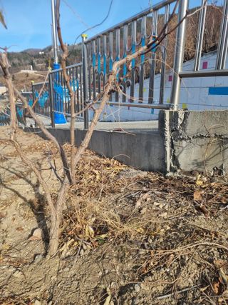 김용대님의 자유주제 · 자유게시판 작성글 사진