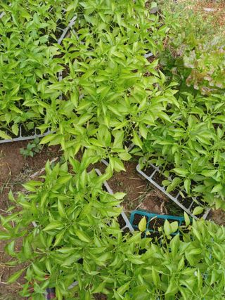 신보연님의 농업재해보험 품목 확대, 찬성 vs 반대 · 참여글 작성글 사진