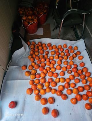 헤라여신^^♡님의 다가오는 대한, 농가의 혹한 대비 어떻게 하고 계신가요? · 참여글 작성글 사진