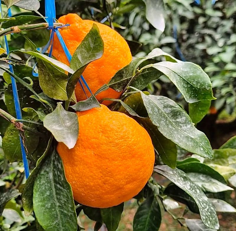농부손녀님의 장터 판매 상품 [[마지막 특가] 매력적인 맛 한라봉 9kg ] 첨부 사진