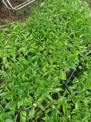 신보연님의 농업재해보험 품목 확대, 찬성 vs 반대 · 참여글 작성글 사진