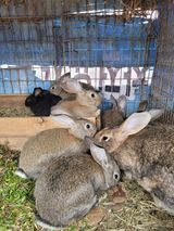 팜모닝 자유주제·자유게시판 게시글 이미지