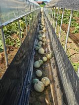 팜모닝 농업재해보험 품목 확대, 찬성 vs 반대·참여글 게시글 이미지