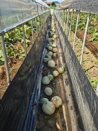 이정대님의 농업재해보험 품목 확대, 찬성 vs 반대 · 참여글 작성글 사진