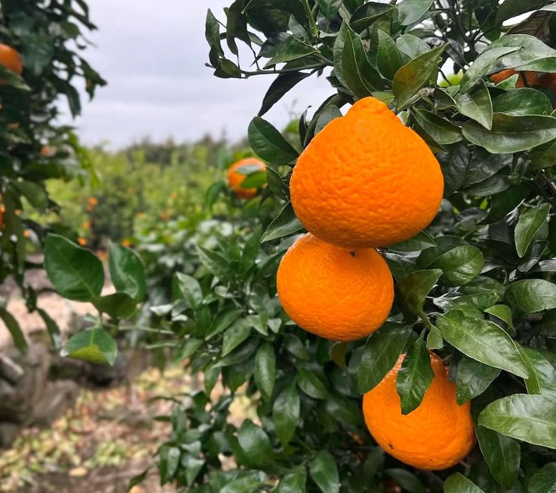 농부손녀님의 장터 판매 상품 [[마지막 특가] 매력적인 맛 한라봉 9kg ] 첨부 사진