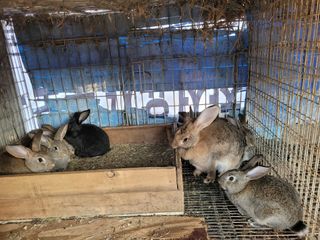 나는 나님의 자유주제 · 자유게시판 작성글 사진