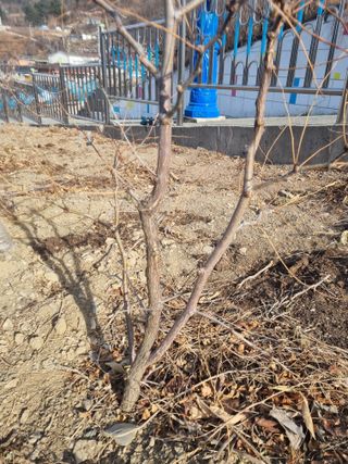 김용대님의 자유주제 · 자유게시판 작성글 사진