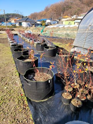 양파20752님의 다가오는 대한, 농가의 혹한 대비 어떻게 하고 계신가요? · 참여글 작성글 사진