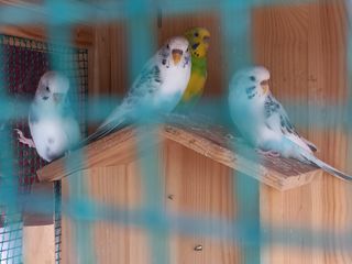 박린님의 자유주제 · 자유게시판 작성글 사진