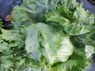 박린님의 자유주제 · 자유게시판 작성글 사진