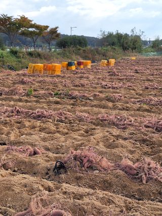 이청우님의 농업재해보험 품목 확대, 찬성 vs 반대 · 참여글 작성글 사진