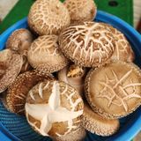 팜모닝 자유주제·자유게시판 게시글 이미지