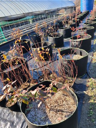 양파20752님의 다가오는 대한, 농가의 혹한 대비 어떻게 하고 계신가요? · 참여글 작성글 사진