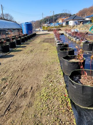 양파20752님의 다가오는 대한, 농가의 혹한 대비 어떻게 하고 계신가요? · 참여글 작성글 사진