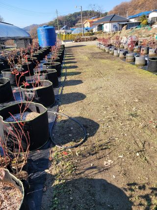 양파20752님의 다가오는 대한, 농가의 혹한 대비 어떻게 하고 계신가요? · 참여글 작성글 사진