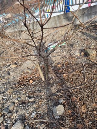 김용대님의 자유주제 · 자유게시판 작성글 사진