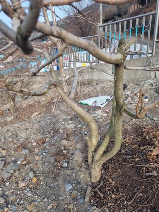 김용대님의 자유주제 · 자유게시판 작성글 사진