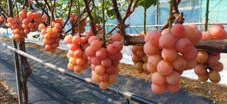 횡계구곡님의 2024년 출석왕중왕 결과 공유해요 👑 · 참여글 작성글 사진