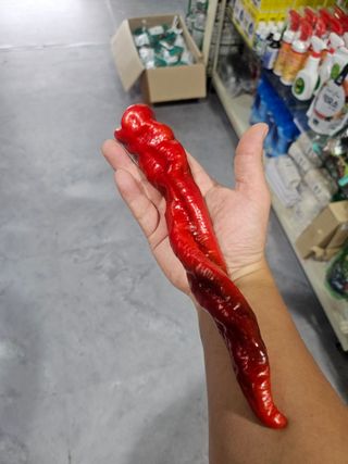 대산농사대장님의 고추 · 품종•종자 작성글 사진