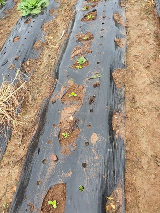 딸기15519님의 2024년 출석왕중왕 결과 공유해요 👑 · 참여글 작성글 사진