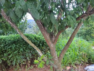 왕초짜농부님의 2024년 출석왕중왕 결과 공유해요 👑 · 참여글 작성글 사진