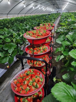 김장수님의 2024년 출석왕중왕 결과 공유해요 👑 · 참여글 작성글 사진