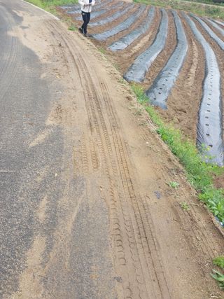 김영제아침향토가수님의 고구마 · 영농일지 작성글 사진