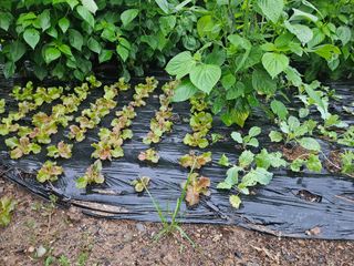 이신님의 2024년 출석왕중왕 결과 공유해요 👑 · 참여글 작성글 사진