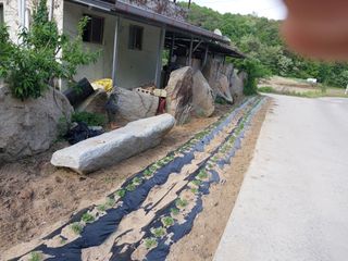 김영제아침향토가수님의 고구마 · 영농일지 작성글 사진