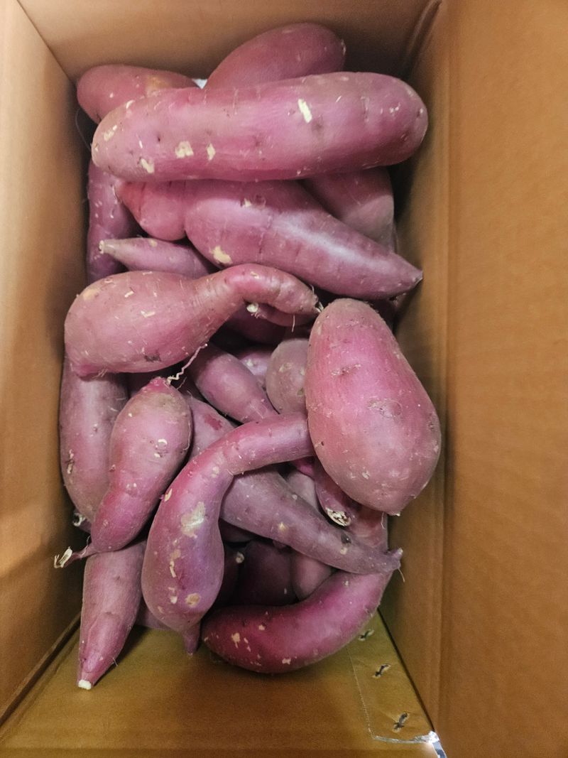 이재관(황토속애)님의 장터 판매 상품 [무안 꿀고구마 가성비갑 못난이판매합니다.] 첨부 사진