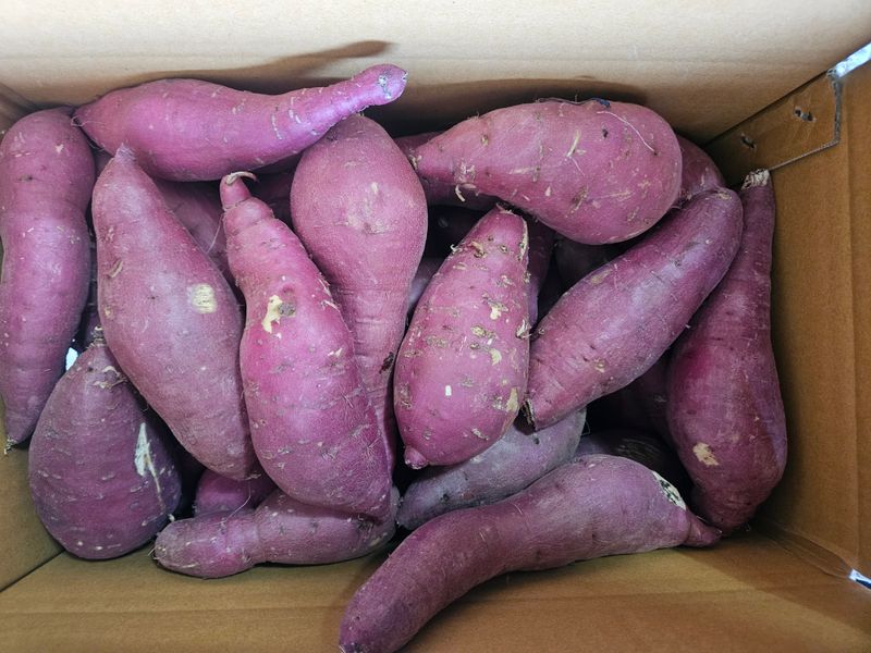 이재관(황토속애)님의 장터 판매 상품 [무안 꿀고구마 가성비갑 못난이판매합니다.] 첨부 사진