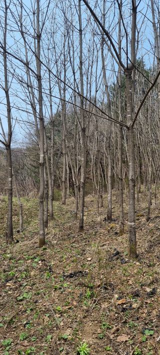 대파19708님의 2024년 출석왕중왕 결과 공유해요 👑 · 참여글 작성글 사진