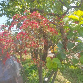 가평규남터밭농사님의 2024년 출석왕중왕 결과 공유해요 👑 · 참여글 작성글 사진